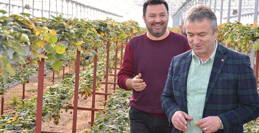 Başkan Topaloğlu Karadeniz’in En Büyük Çilek Seralarını Ziyaret Etti