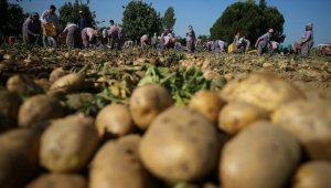 Bakan Pakdemirli: Türkiye patates üretiminde dünyada ilk 10'da