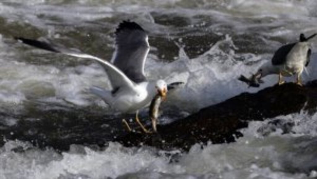 İnci kefalinin yolculuğunu izlediler