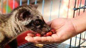 Kedi dışkısından üretilen kahvenin kilosu bin dolara satılıyor
