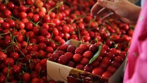 Kiraz ihracatında rekor gelebilir