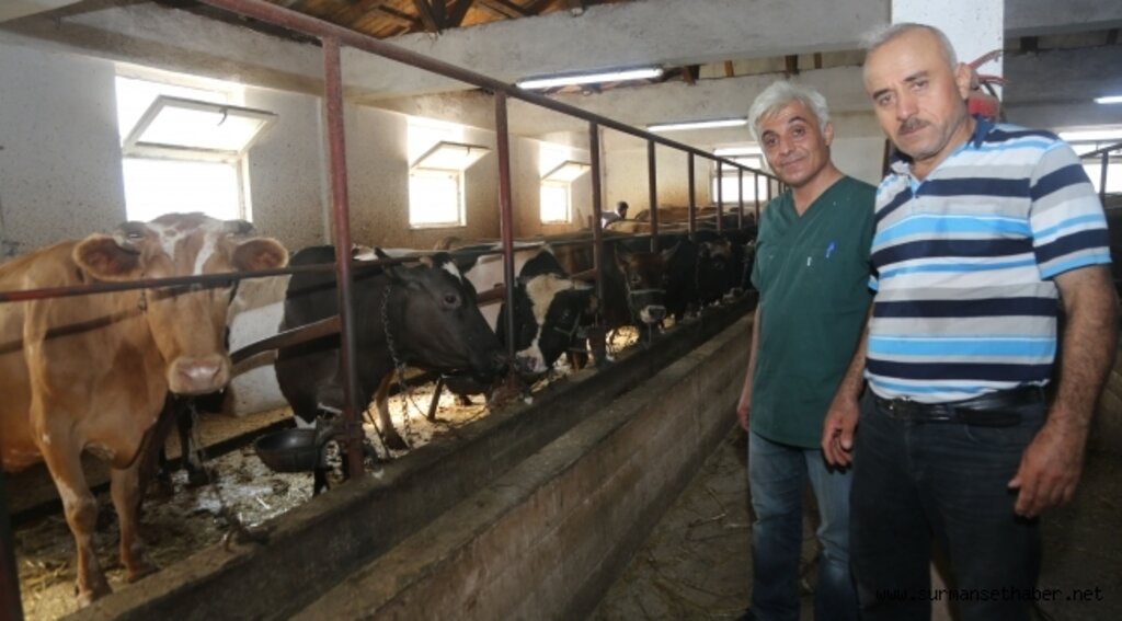 Atakum Belediyesi'nden 'Buzağı' seferberliği