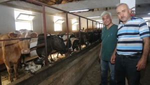Atakum Belediyesi'nden 'Buzağı' seferberliği
