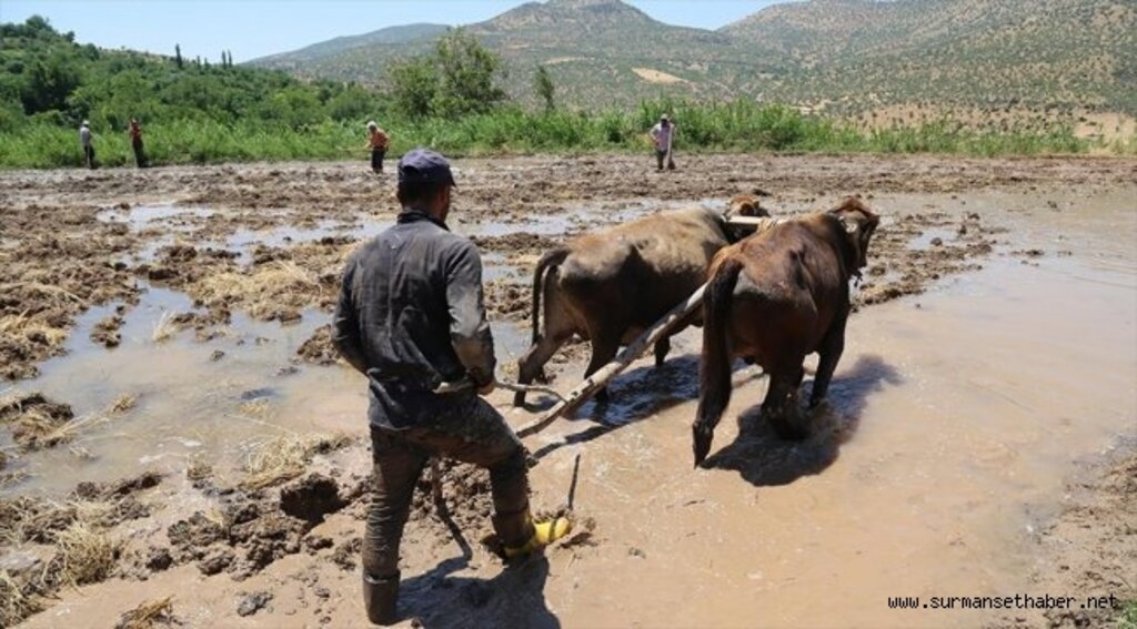 İmece usulü çeltik üretiyorlar