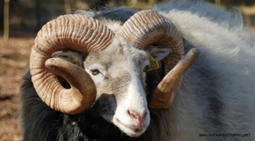 Kurban Bayramı Ne Zaman ? Kaç Gün Tatil ?