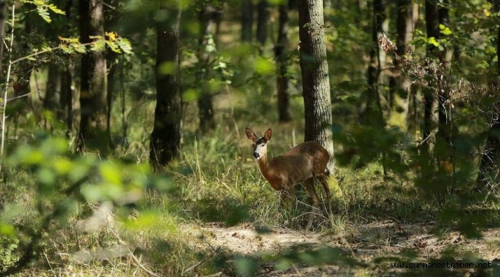 Kurban Bayramı'nda korunan alanlara ziyaretçi akını