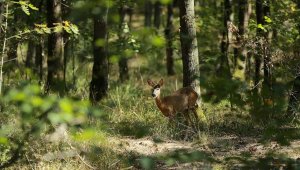 Kurban Bayramı'nda korunan alanlara ziyaretçi akını