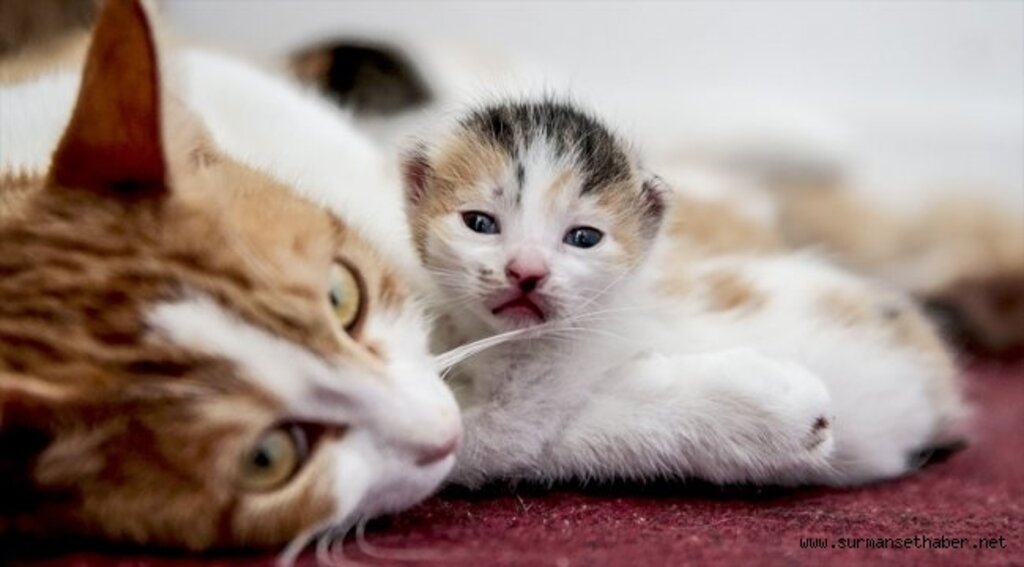 Ofisini 'anne adayı' kedilere tahsis etti