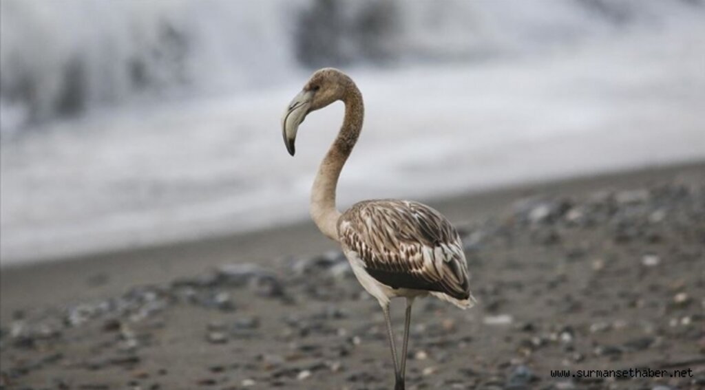 Kastamonu'da sahilde görülen flamingo ilgi odağı oldu