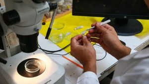 Türk sularında 56 yeni canlı türü tespit edildi