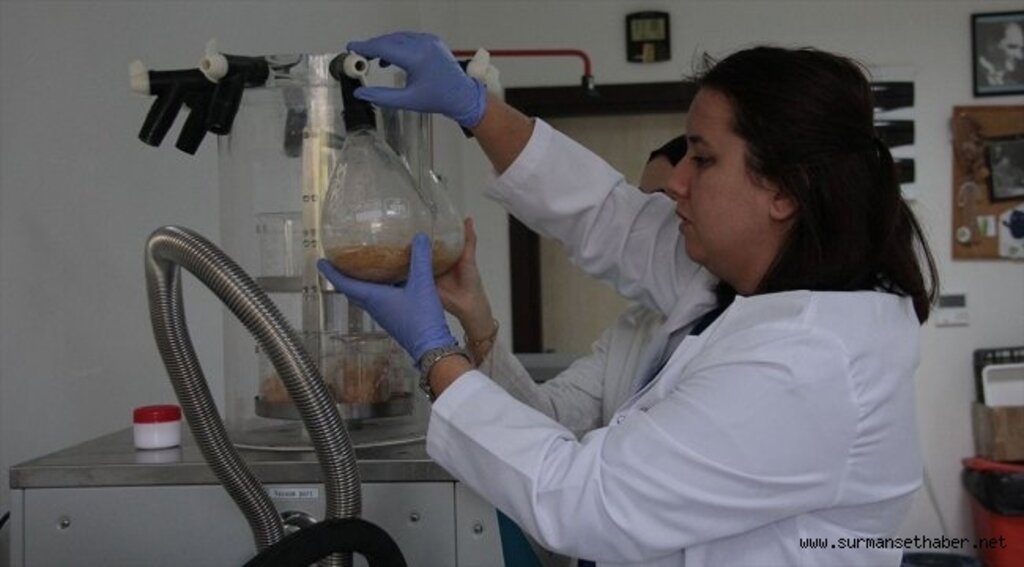 'Bacillus' bakterisinin pet ve naylonu parçalayabildiği belirlendi