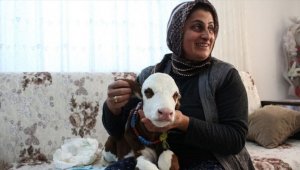 Hayvancılık yapan Fatma Öncel prematüre buzağıya evinde bakıyor