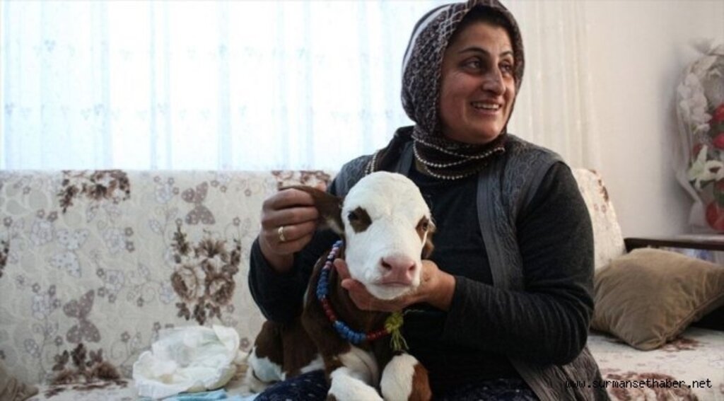 Hayvancılık yapan Fatma Öncel prematüre buzağıya evinde bakıyor