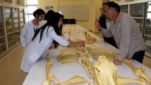 Kırşehir'de bulunan milyon yıllık fosiller dünya literatürüne kazandırılacak