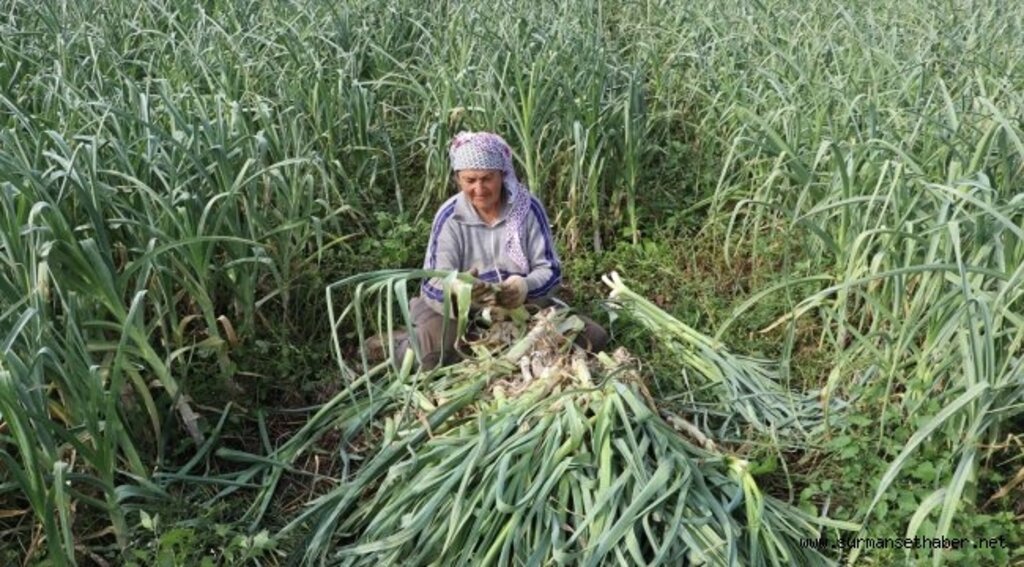 Pırasa üreticileri bu yılki verimden memnun