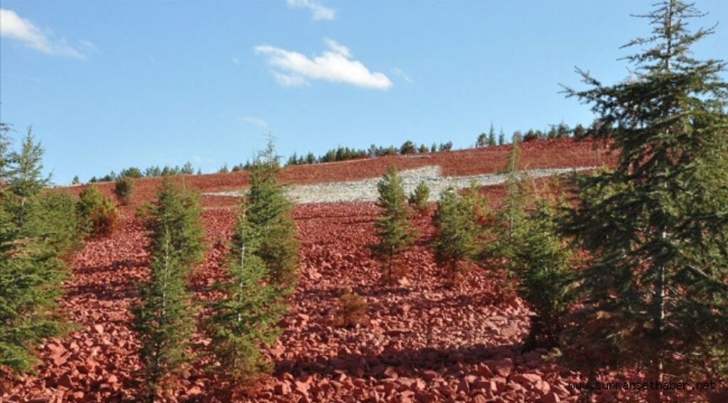 Sahiplenilen fidan sayısı 13 milyona ulaştı