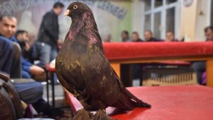 'Şampiyon', hem başarısıyla hem de sevgisiyle can yoldaşı oldu