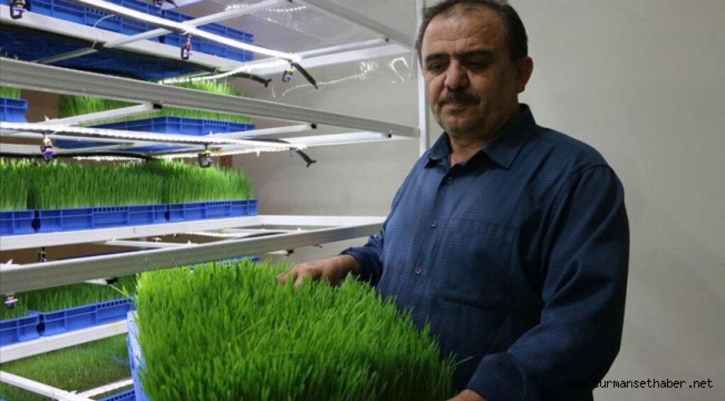 Sigaraya vereceği parayla hayvanları için taze ot yetiştiriyor