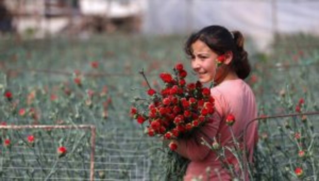 Türk çiçeği 50 ülkenin kadınları için hazırlanıyor
