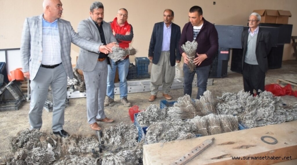 30 Bin Adet Lavanta Fidesi Dağıttılar