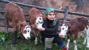 Heidi, Hamdu Sena 'Milli Dayanışma Kampanyası'na 3 buzağı bağışladı