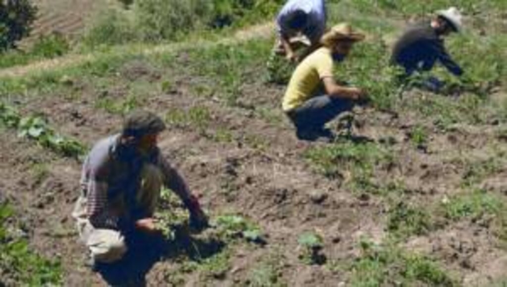 Hakkari'de 25 Yıl Sonra Tarım Yapılıyor