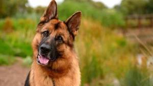 Koronavirüse yakalanan köpek öldü