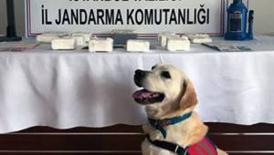 Narkotik Köpeği Bingo, Yüklü Miktarda Uyuşturucu Buldu.