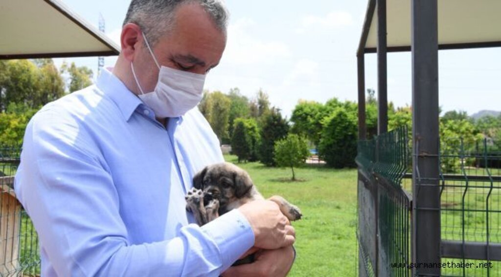 Başkan Esen: “Minik dostlarımızı yalnız bırakmadık”