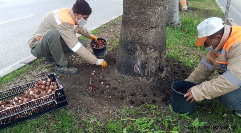 Büyükşehir 161 bin adet lale, sümbül, çiğdem soğanını toprakla buluşturdu