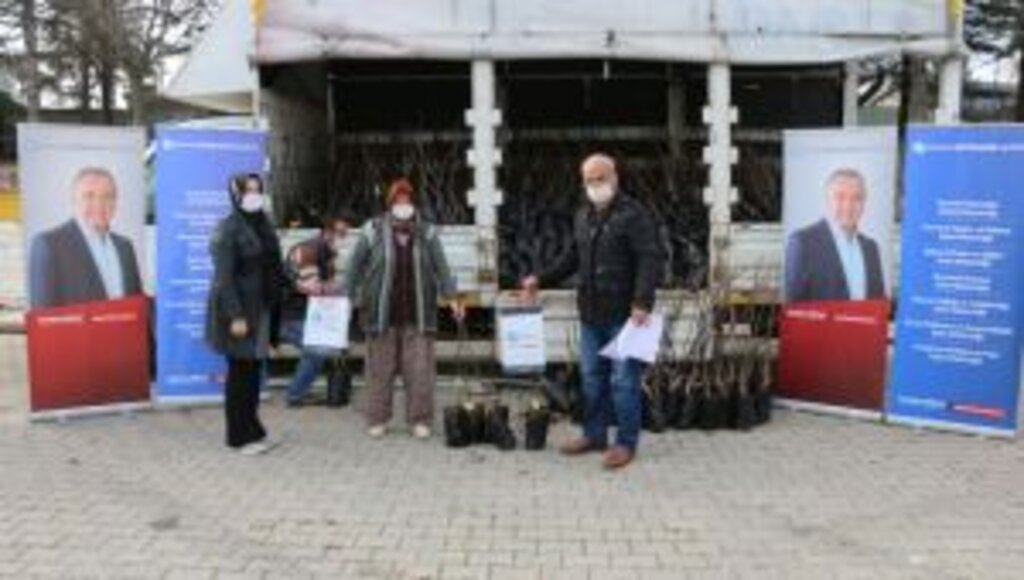 Büyükşehir 4 ilçede çiftçiye 6500 ceviz fidanı dağıttı