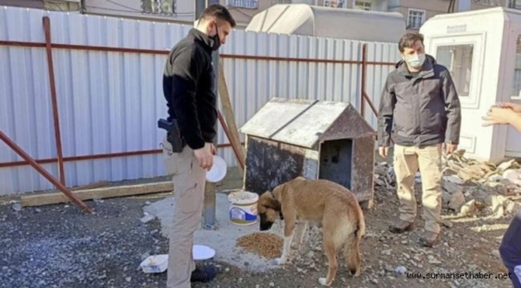 Giresun Polisinden Sokak Hayvanlarına Yem Ve Mama Desteği