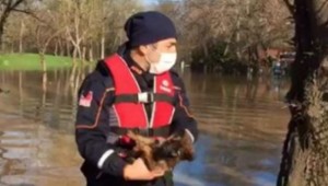 AFAD Ekipleri Selde Mahsur Kalan Yavru Köpekleri Kurtardı