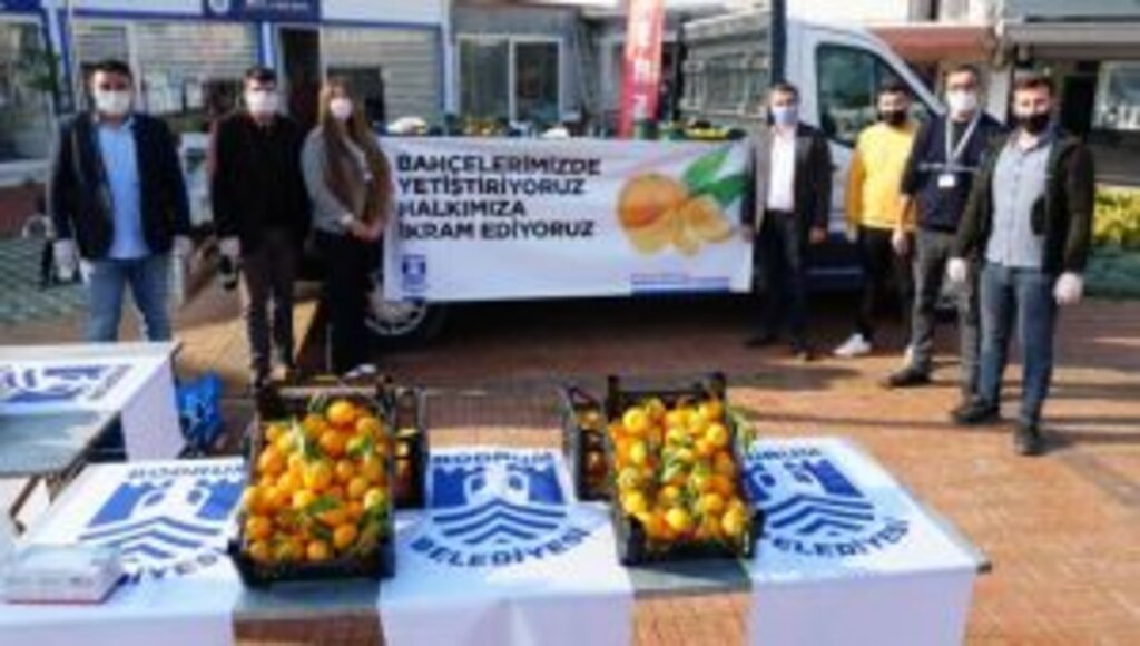 BELEDİYE BAHÇESİNDE MANDALİNA HASADI TAMAMLANDI