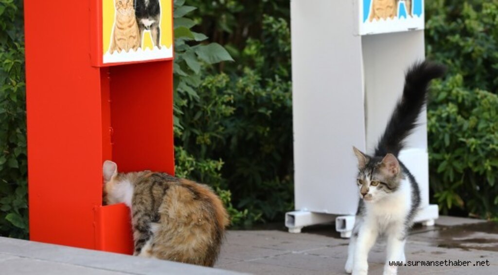 KEÇİÖREN’DE KEDİ VE KÖPEKLER İÇİN MAMA İSTASYONLARI KURULDU