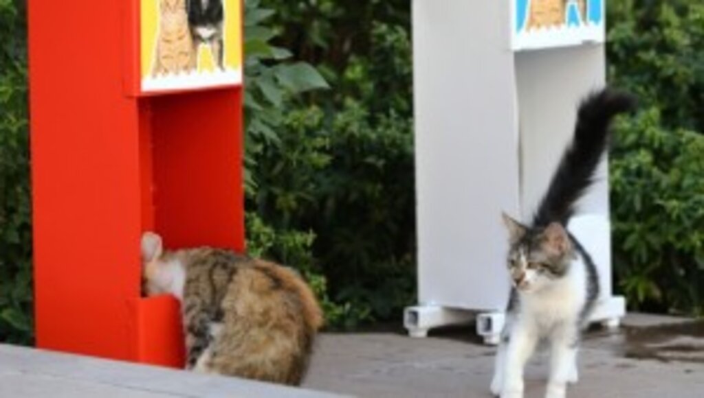 KEÇİÖREN’DE KEDİ VE KÖPEKLER İÇİN MAMA İSTASYONLARI KURULDU