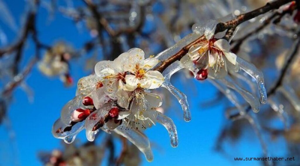 Zirai Don Tehlikesine Karşı Dikkatli ve Tedbirli Olunmalı