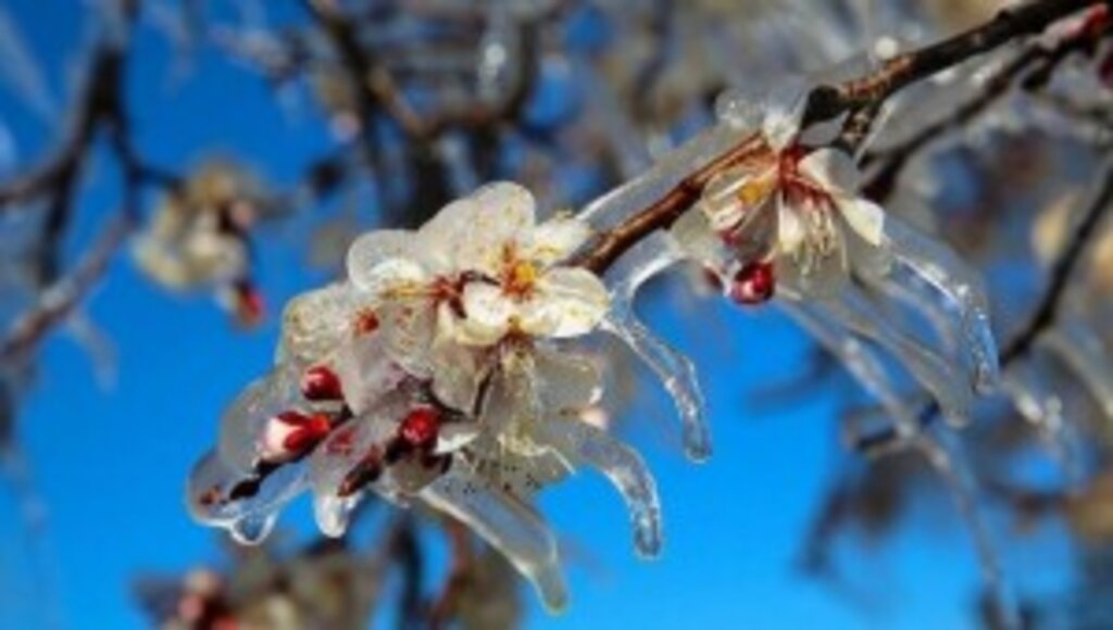 Zirai Don Tehlikesine Karşı Dikkatli ve Tedbirli Olunmalı
