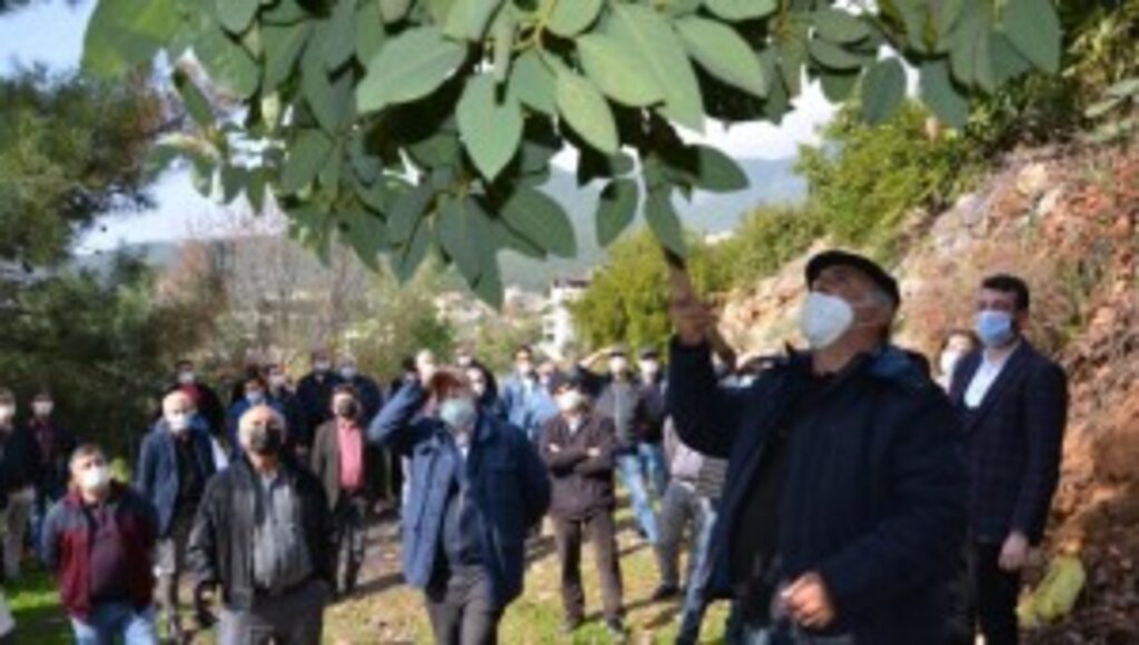 Büyükşehirden Alanyalı çiftçilere uygulamalı eğitim