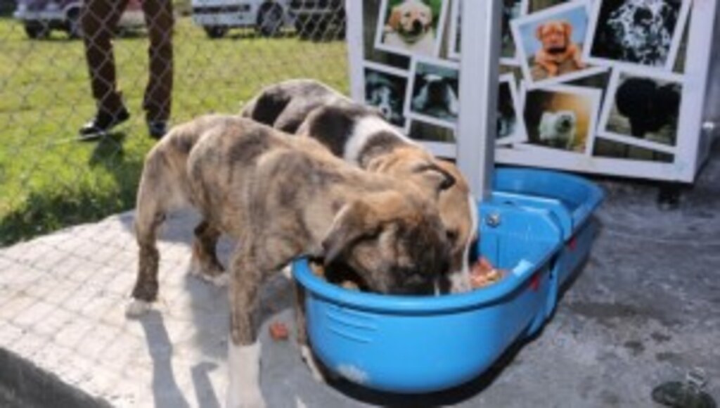 Canik’te can dostlar mutlu