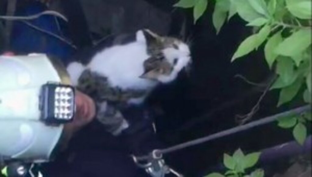 Demre İtfaiyesi’nden kedi kurtarma operasyonu