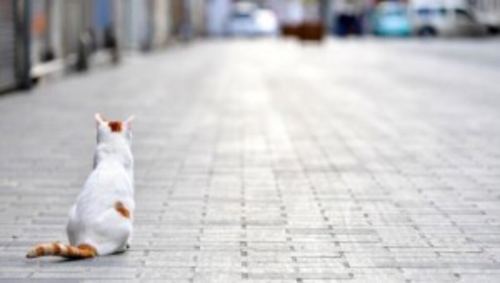  “Kademeli Normalleşme Sürecine Geçiyoruz”