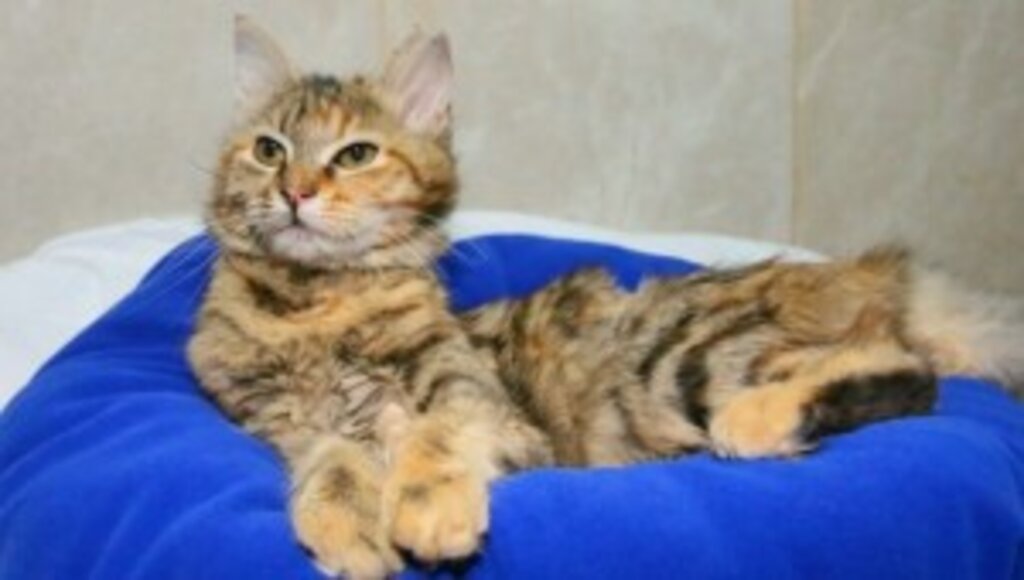 KEÇİÖREN’DE MİNİK KEDİLER YENİ SAHİPLERİNİ BEKLİYOR