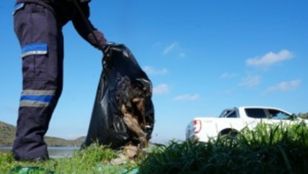 KEDİLER BESLENİP SAHİLDE TEMİZLİK ÇALIŞMASI YAPILDI