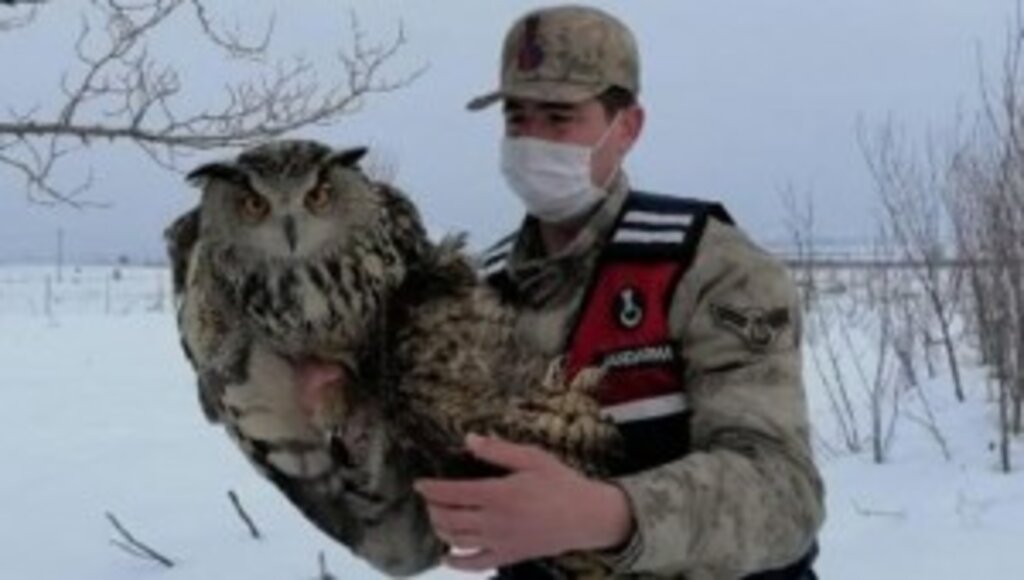 Malatya'da Yaralı Puhu Tedaviye Alındı