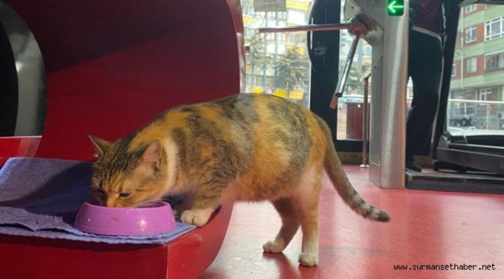 ŞİDDETE MARUZ KALAN SOKAK KEDİSİNE KEÇİÖREN BELEDİYESİ SAHİP ÇIKTI