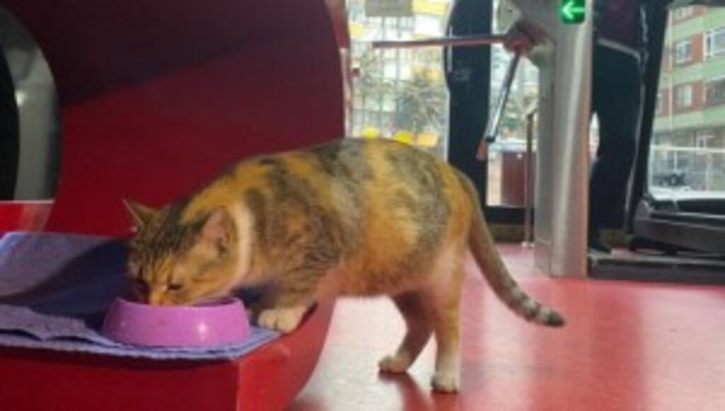 ŞİDDETE MARUZ KALAN SOKAK KEDİSİNE KEÇİÖREN BELEDİYESİ SAHİP ÇIKTI