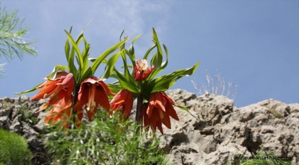 Diyarbakır'daki Sakız Dağı'nda açan ters laleler görsel şölen sundu