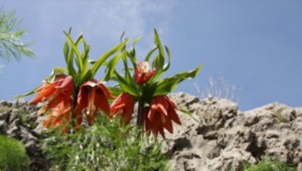 Diyarbakır'daki Sakız Dağı'nda açan ters laleler görsel şölen sundu
