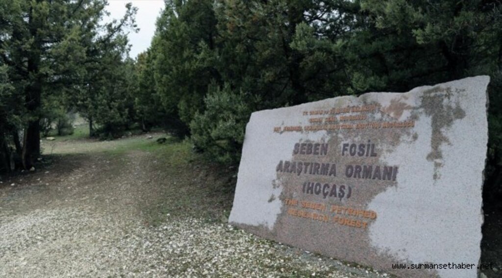 Türkiye'nin ilk 'fosil ormanının' UNESCO Dünya Miras Listesi'ne alınması için çalışma başlatıldı